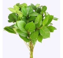 Салал (1 пучок)