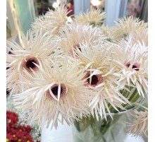 Гербера Крим Спринг