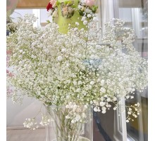 Гипсофила белая