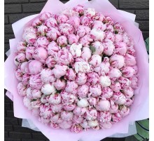 151 Пион Сара Бернар