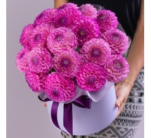17 Малиновых Георгинов в коробке