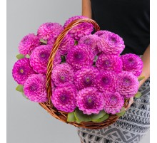 25 Малиновых Георгинов в корзине