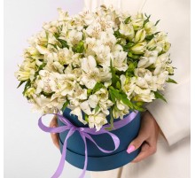 Букет 25 Белых Альстромерий в коробке