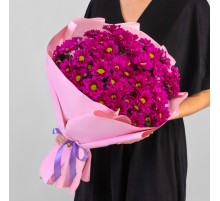 9 Кустовых Хризантем Ромашка Малиновых