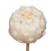 Артишок белый стабилизированный (1 ветка)