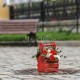 Букет "Кориандр" в ящике