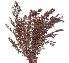 Эвкалипт Парвифолия Коричневый (1 пучок) сухоцвет