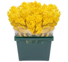 Фалярис Ярко-Желтый сухоцвет оптом (1 штука)