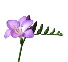Фрезия Сиреневая