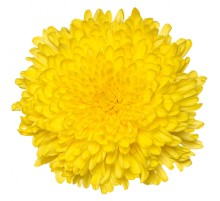 Хризантема Антонов Желтая