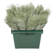 Кермек зеленый сухоцвет оптом (1 штука)