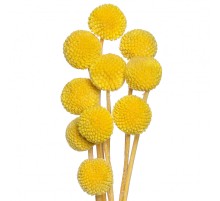 Краспедия желтая сухоцвет (1 цветок)