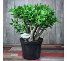 Крассула Овата в горшке 15/45