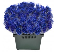 Лагурус Синий сухоцвет оптом (1 штука)