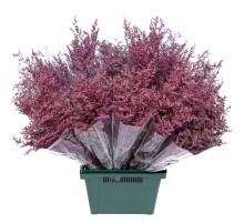 Лимониум розовый сухоцвет оптом (1 пучок)