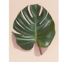 Монстера (1 лист)