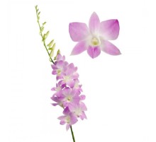 Орхидея Дендробиум Розовая