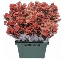 Озотамнус коралловый стабилизированный оптом (1 пучок)