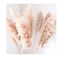 Пампасная Трава (Кортадерия) 100-150 см. сухоцвет оптом (1 штука)