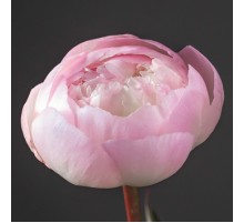 1 Пион Гардения