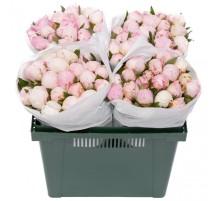 Пион Сара Бернар оптом (1 штука)