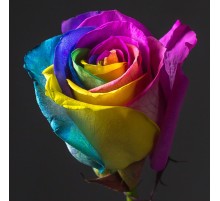 Роза Радужная (80 см.) Голландия