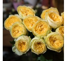 Роза Каталина (60 см) А1