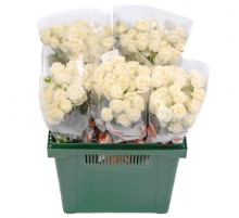 Роза Сноуфлейк (30 см) А2 - опт
