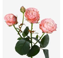 Роза Мадам Бомбастик (70 см.) Голландия