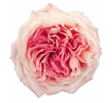 Роза Майра (70 см.) Голландия