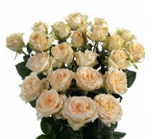 Роза Салинеро (50 см.) Голландия