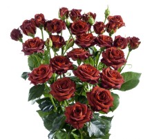 Роза Чокочино (40 см.) Голландия