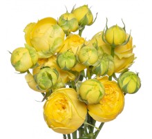 Роза Сильва Санни (50 см.)