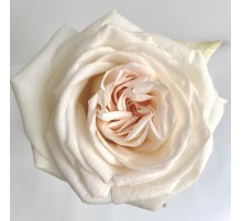 Роза Вайт Охара (60 см.) Голладия
