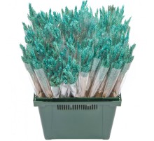 Тритикум Бирюзовый без остей сухоцвет оптом (1 штука)