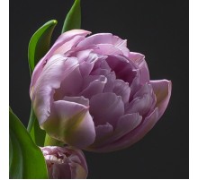 Тюльпан Пионовидный Сиреневый А1