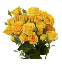 Роза Кустовая Желтая (50 см.)